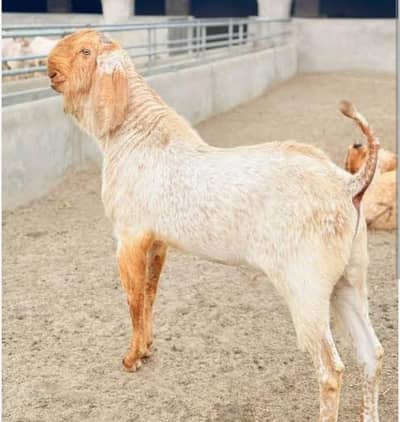 bakra for sale my WhatsApp number 03 45 70 84 4 34