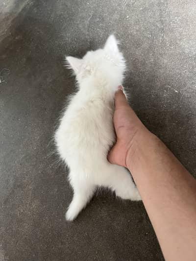 PERSIAN 3 coat