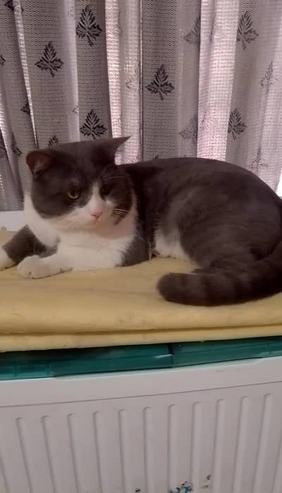 Beautiful Male Cat For Sale  | Healthy & Playful