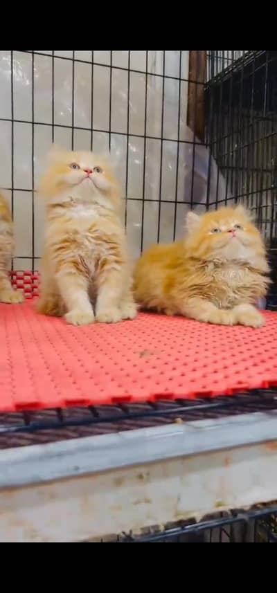 Quality Persian Punchface cat & kitten. moreWhatsApp 03233614642