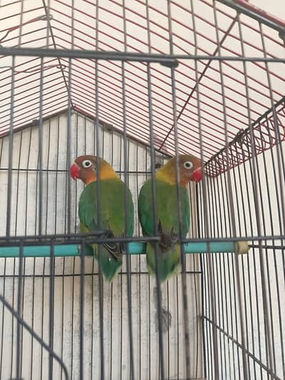 Active Breeding Pair Lovebirds for Sale