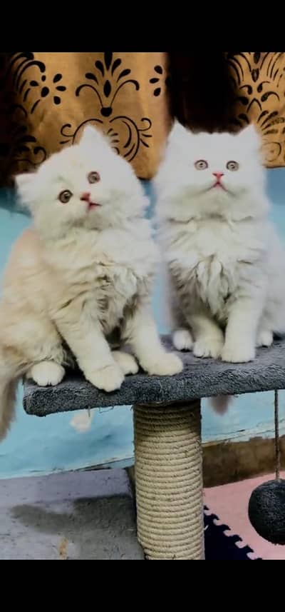 Quality Persian Punchface cat & kitten. moreWhatsApp 03233614642