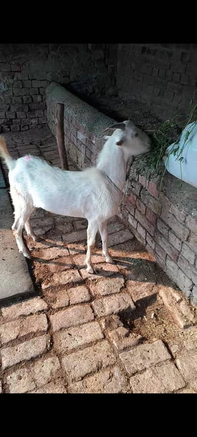 Kheera khoobsurat tedda bakra for sale