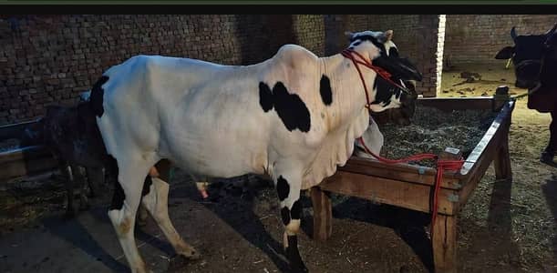 Desi Bull | White black Bull |  Qurbani 2026 |Heavy weight Bulls