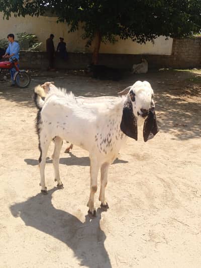 Bakra for sale Qurbani