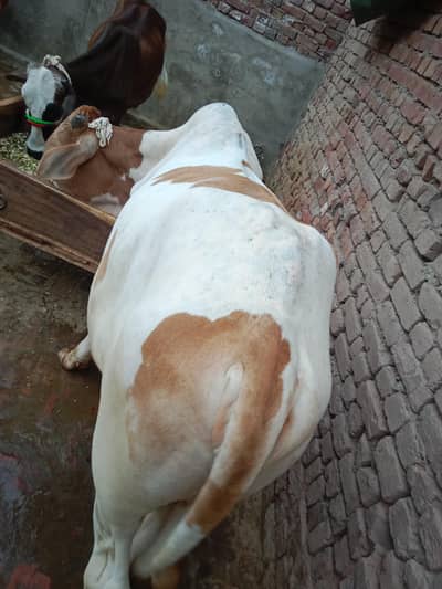 Bull.