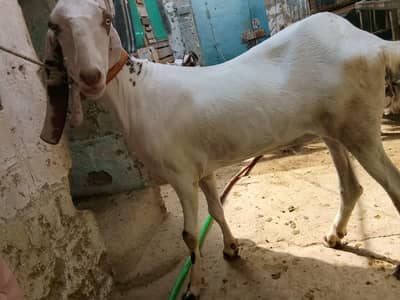 khobsort khassi ando ki jori