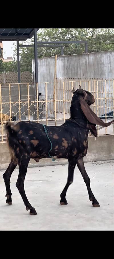 BREEDER NASALI ANDOO BAKRA