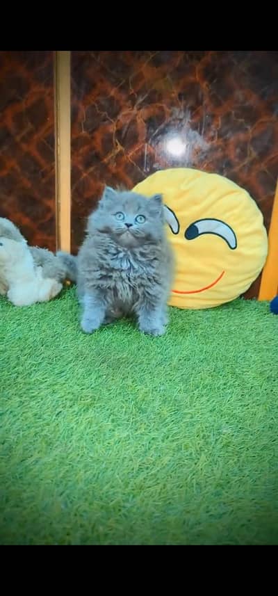 Quality Persian Punchface cat & kitten. moreWhatsApp 03233614642