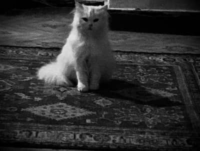 White Persian cat