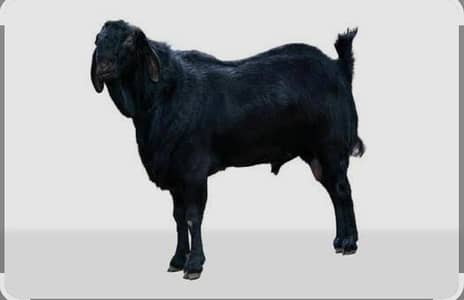BakwaliBakra