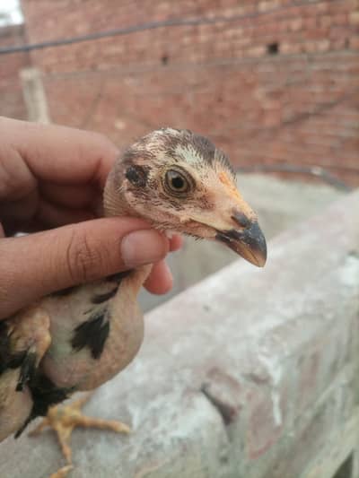 good chicken 