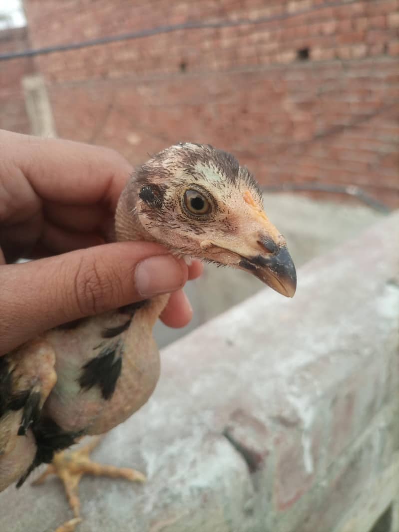 good chicken  0
