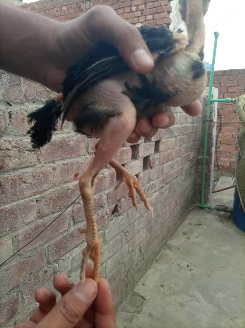 good chicken  1
