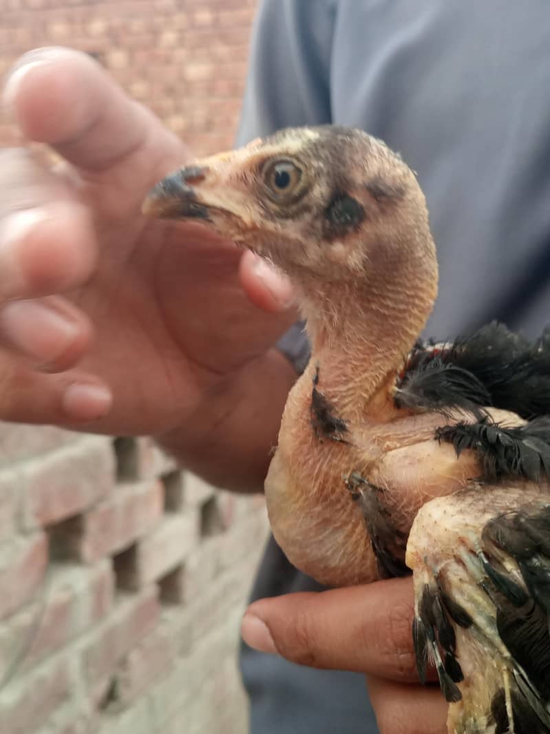 good chicken  3