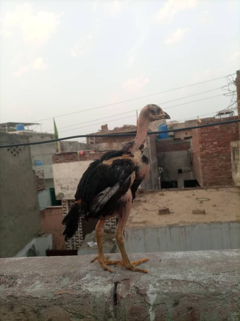 good chicken  4