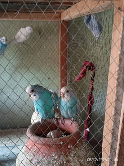 Australian parrots