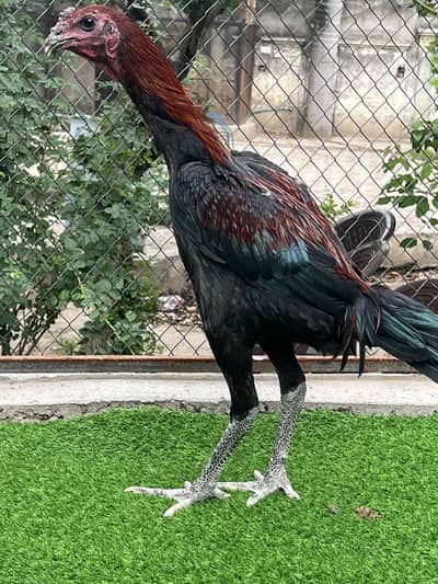 aseel |thai aseel |Dargon aseel |shamo|heera aseel |blue dargon chicks