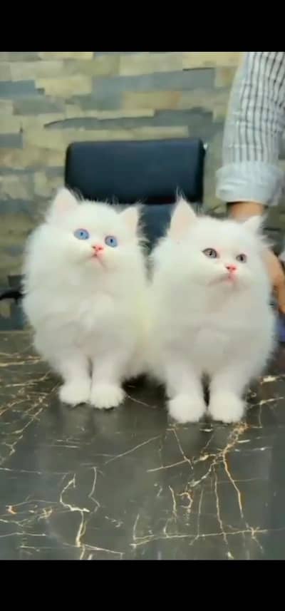 Quality Persian Punchface cat & kitten. moreWhatsApp 03233614642