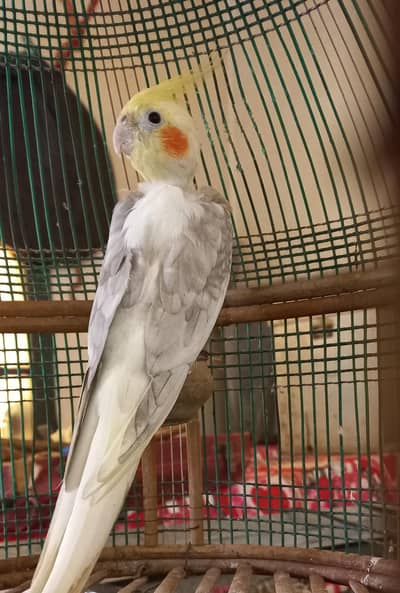Cocktail single parrot for sale , price 4500