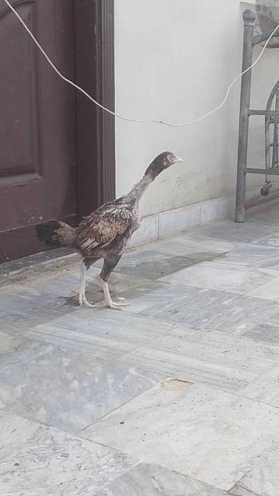 Aseel hens price 6500 egg  hen Wale 4500