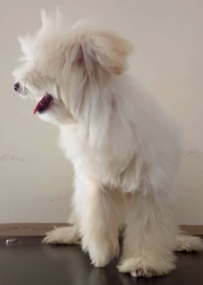 Pure poodle breed