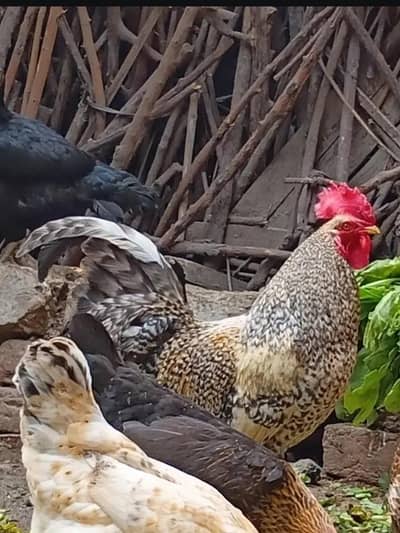 pure Desi Hen