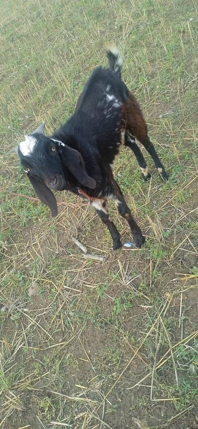 Bakra for sale