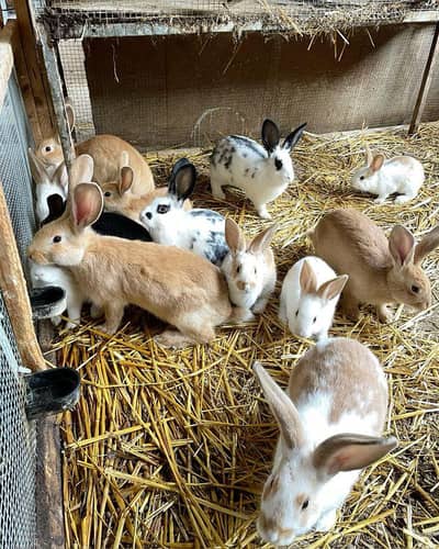 Rabbit Farm Sale – Multiple Rabbits Available