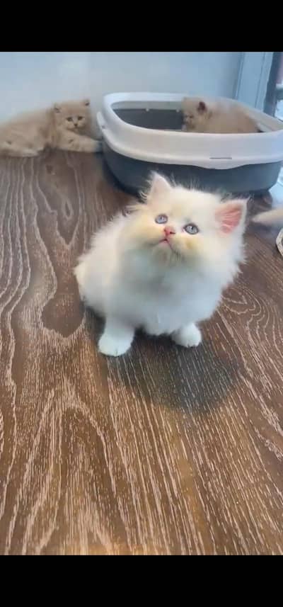 Quality Persian Punchface cat & kitten. moreWhatsApp 03233614642