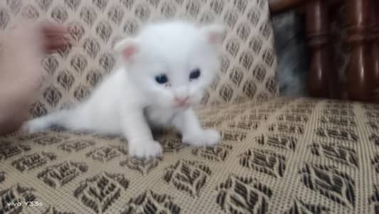 very cute kitty for sale only 12k