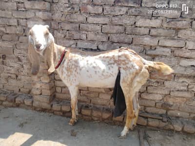 female 1 month pragnant goat with 3 kids for sale