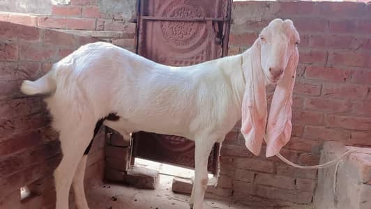 Qurbani k bakre 2 dant Rajan puri or makkhi cheeny