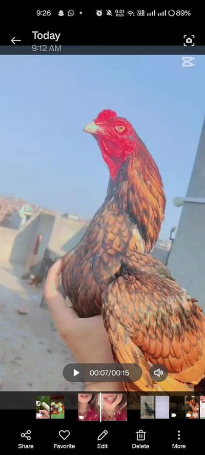 Aseel top quality egg