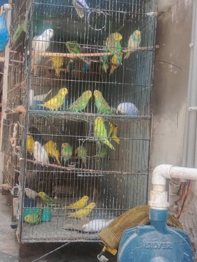 15 pairs budgies available
