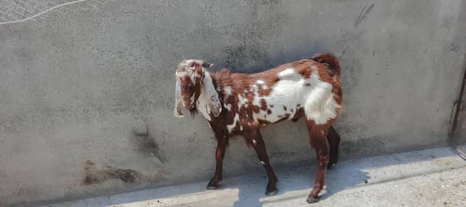 Qurbani k liye bakra