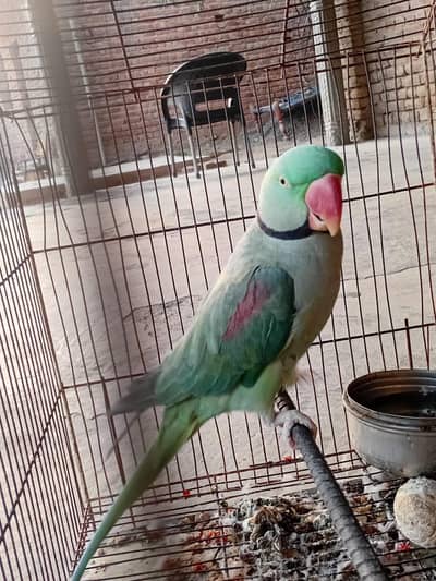 raw parrot