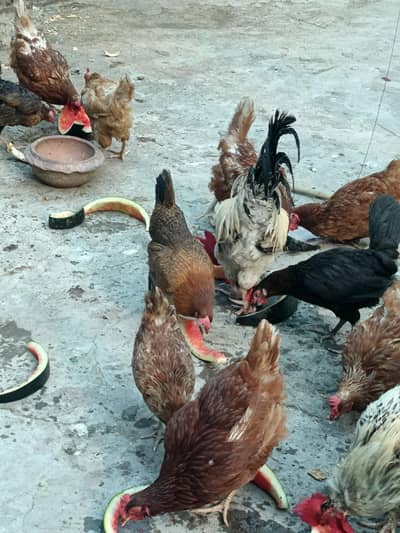 luman+misri mix sab egg dti h jis bhai ko chiye rabta kry
