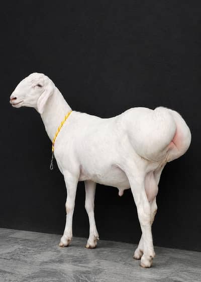 For Sale Top Quality Qurbani Whatsaap 0319*1495713_