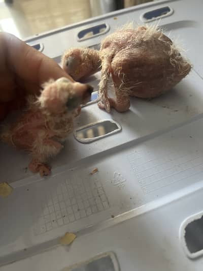 Congo African grey chicks