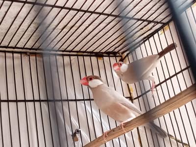fawn java breeder pair