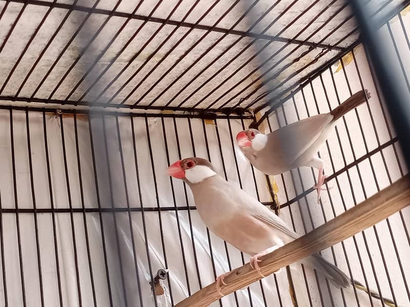 fawn java breeder pair jumbo size 0