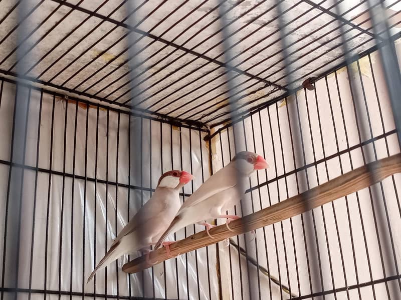 fawn java breeder pair jumbo size 1