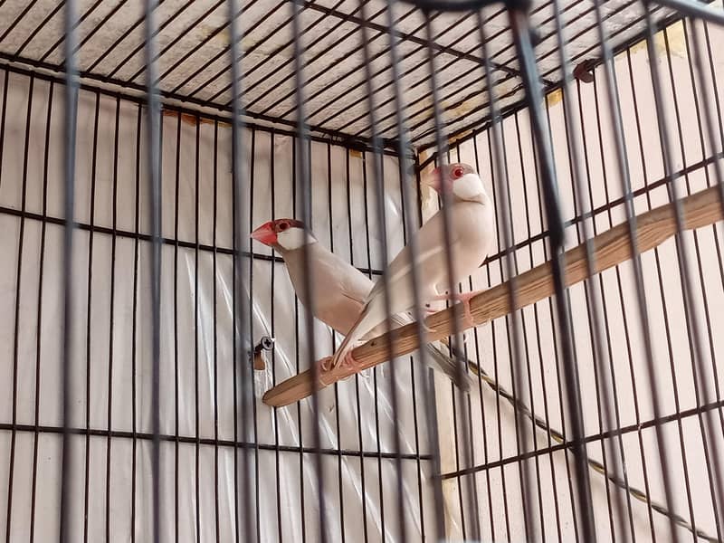 fawn java breeder pair jumbo size 2