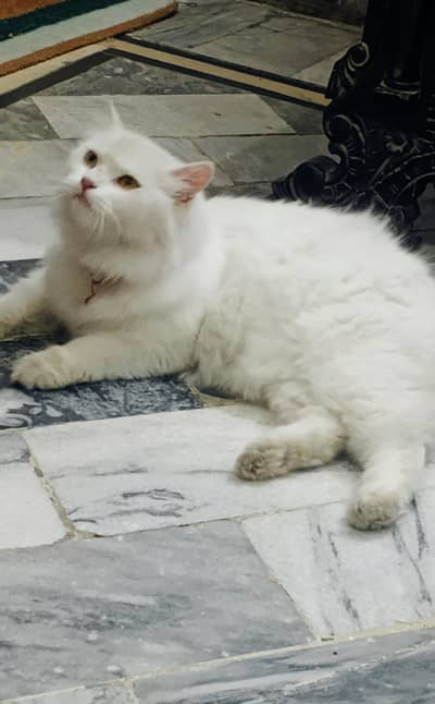 white persian cat for sale