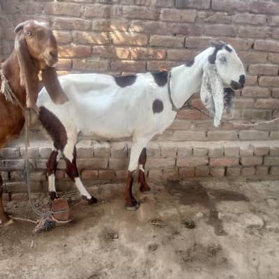 Amritsari bakri for sale 1 1/2 ki cross hy