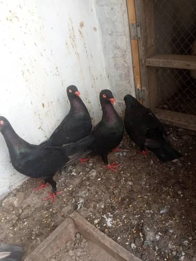 White & Black Danish Breeder pairs 03336057747