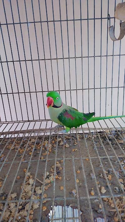 kashmiri . . . . ring neck parroat (male)