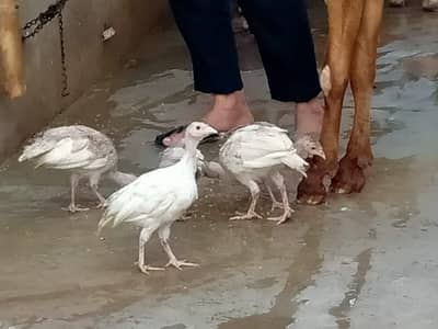 Turkey chicks Available For Sale
