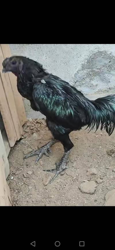 trade thii jora hy oarize 1 ki hy  prize 1 pis ki likh 0328i0 hy